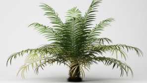 Ветил палма: описание, отглеждане, грижа, снимка, видео, репродукция